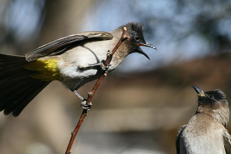 frieda 080.jpg - Hier is jy!  Jy moet vir my luister as ek roep!!